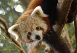 original_mill-mountain-zoo-red-panda-roanoke0.png