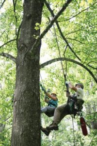 original_primland-treeclimbing_5618_tif1.jpg