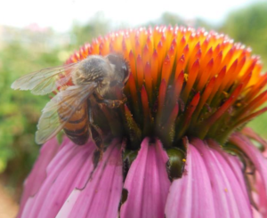 original_spikenard-honeybee-sanctuary-farm-flower-floyd0.png