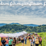 Sneak Peek Opening Night at Beaver Dam Farm Sunflower Festival