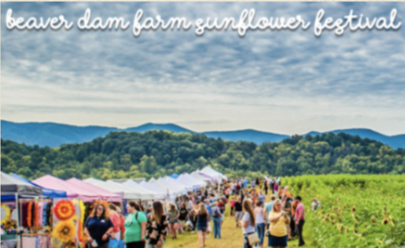 Sneak Peek Opening Night at Beaver Dam Farm Sunflower Festival