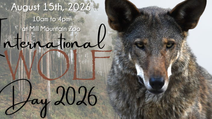 International Wolf Day at Mill Mountain Zoo