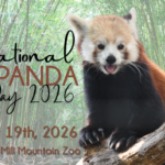 International Red Panda Day at Mill Mountain Zoo