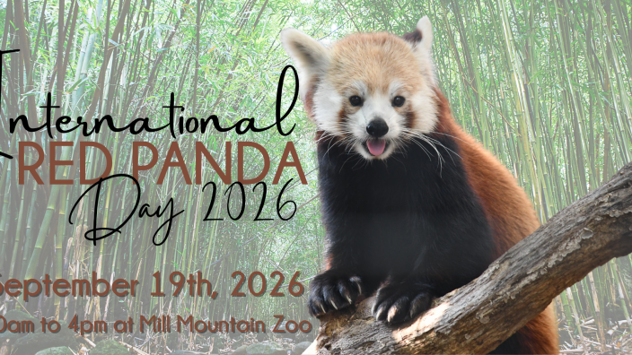 International Red Panda Day at Mill Mountain Zoo